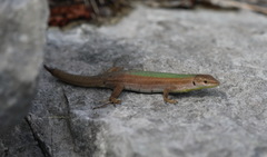Podarcis melisellensis