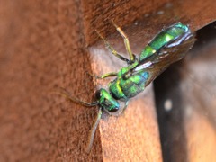 Chrysis cessata