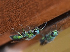 Chrysis cessata