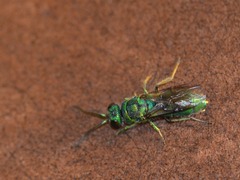 Chrysis cessata
