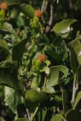 Senecio quinquelobus