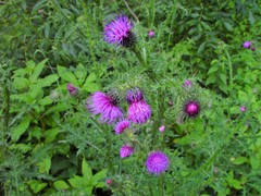 Carduus crispus