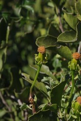 Senecio quinquelobus