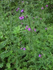 Carduus crispus