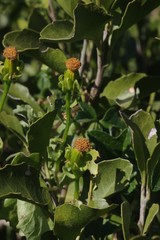 Senecio quinquelobus