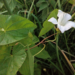 Calystegia sepium