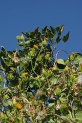 Senecio quinquelobus