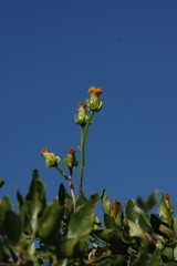 Senecio quinquelobus
