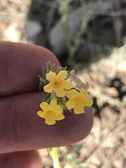 Lithospermum multiflorum