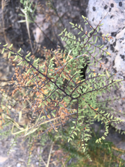 Pellaea mucronata mucronata