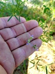 Pediomelum digitatum