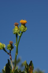 Senecio quinquelobus