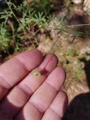 Pediomelum digitatum