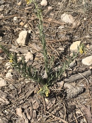 Lithospermum multiflorum