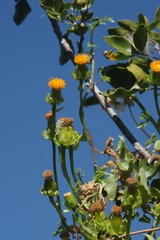 Senecio quinquelobus