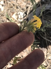 Lithospermum multiflorum