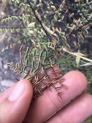 Pellaea mucronata mucronata