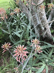 Aloe × commutata