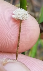 Eriocaulon texense