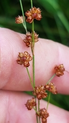 Juncus acuminatus