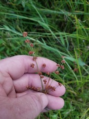 Juncus acuminatus