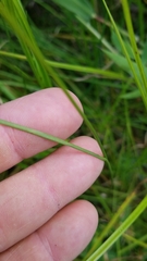 Juncus acuminatus