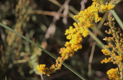 Solidago chilensis