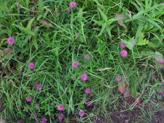 Trifolium medium