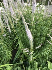 Veronicastrum