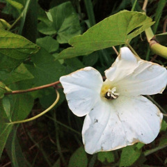 Calystegia sepium
