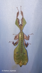 Pulchriphyllium bioculatum