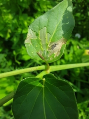 Neoheliodines nyctaginella