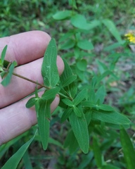 Hypericum pseudomaculatum