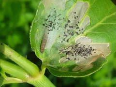 Neoheliodines nyctaginella