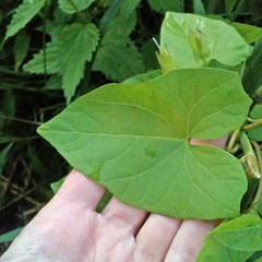 Calystegia sepium