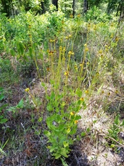Coreopsis intermedia