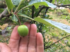 Malus × dawsoniana