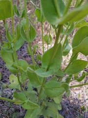 Coreopsis intermedia