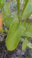 Coreopsis intermedia