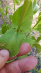 Coreopsis intermedia