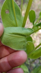 Coreopsis intermedia