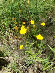 Coreopsis intermedia