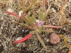 Polygonum spergulariiforme