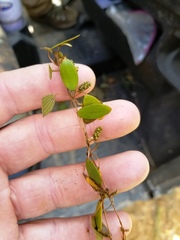 Potamogeton diversifolius