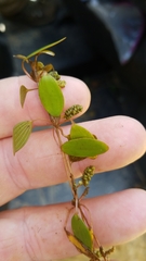 Potamogeton diversifolius