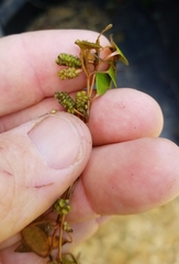 Potamogeton diversifolius