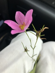 Sabatia grandiflora