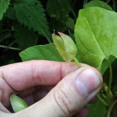 Calystegia sepium