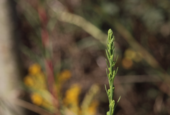 Solidago chilensis