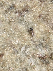 Ephydra cinerea